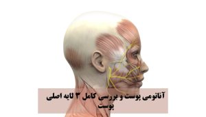 آناتومی پوست و بررسی کامل 3 لایه اصلی پوست